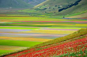 Umbria mountain flowers