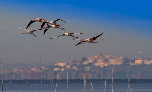 Lago Trasimeno with Castiglione del Lago in the back ground