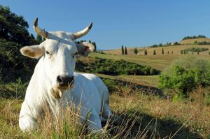 Chianina ox